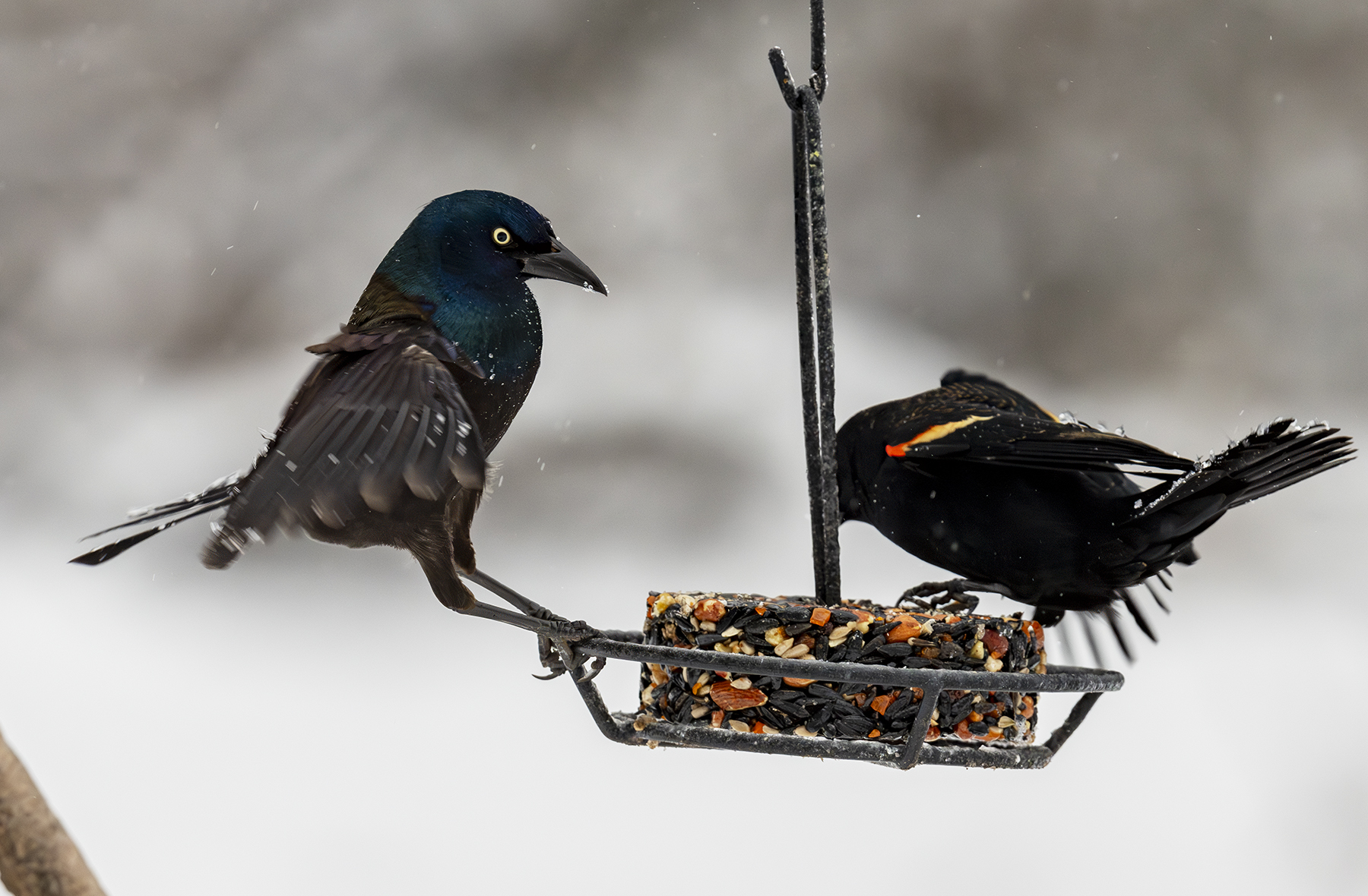 2024-01-16 Backyard Birds_062-Enhanced-NR.jpg