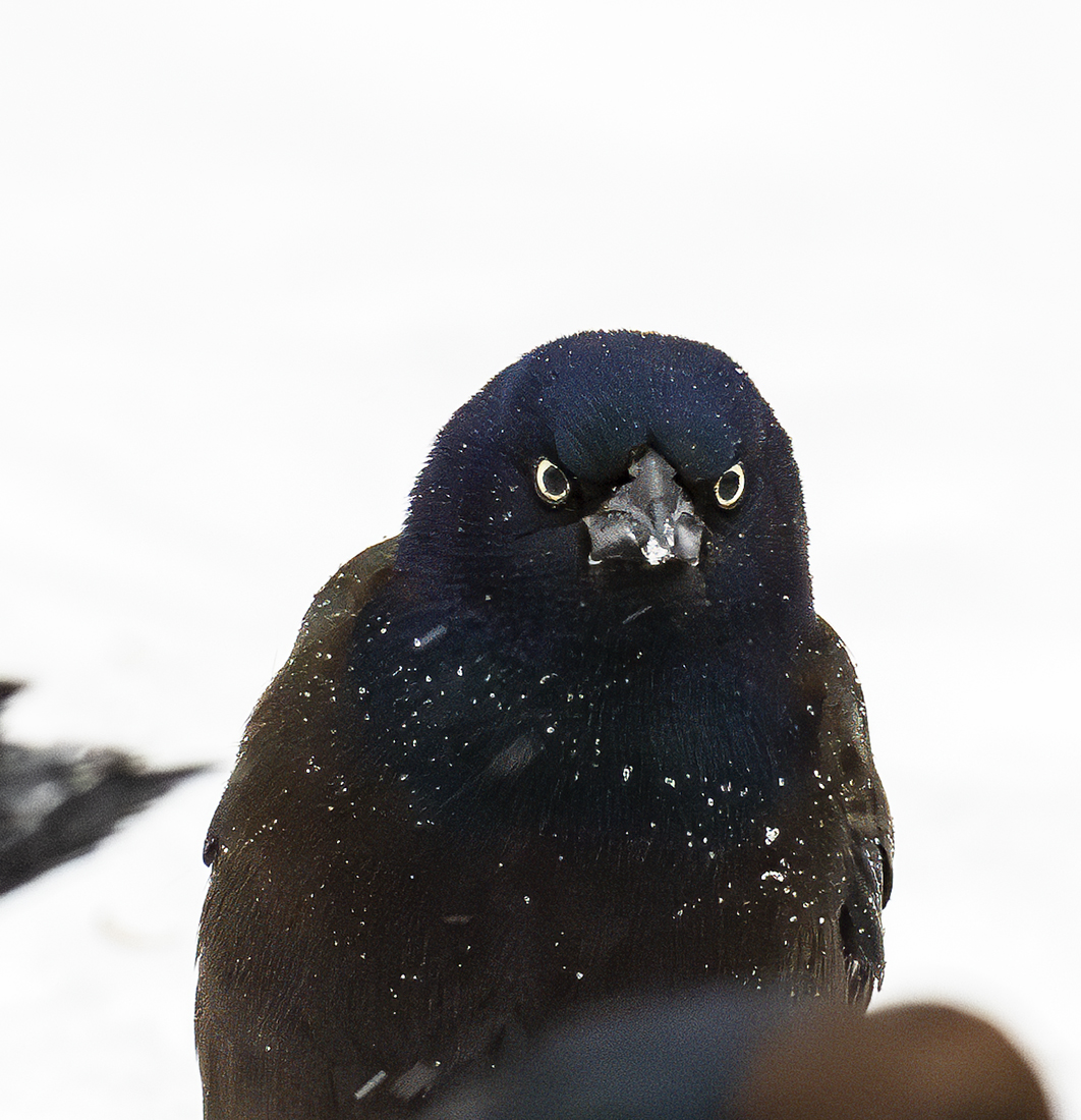 2024-01-16 Backyard Birds_074-Enhanced-NR.jpg