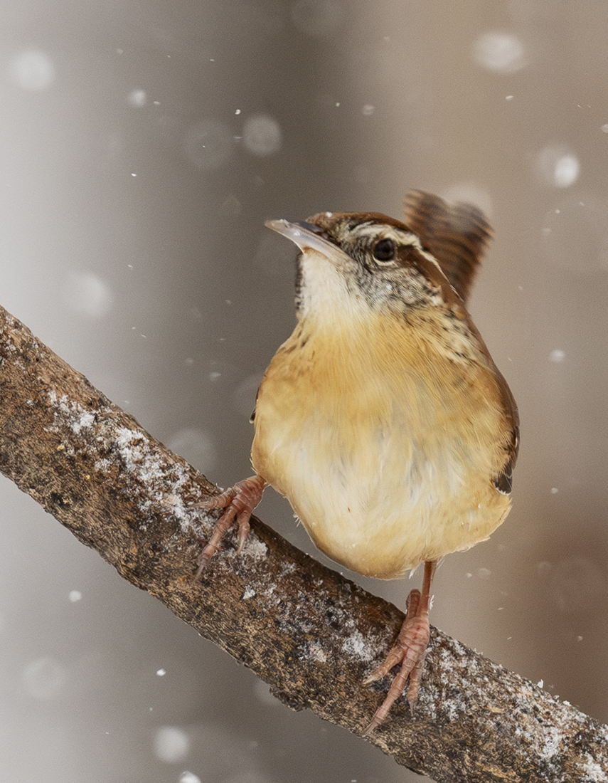 2024-01-19 Backyard Birds_081-Enhanced-NR.jpg