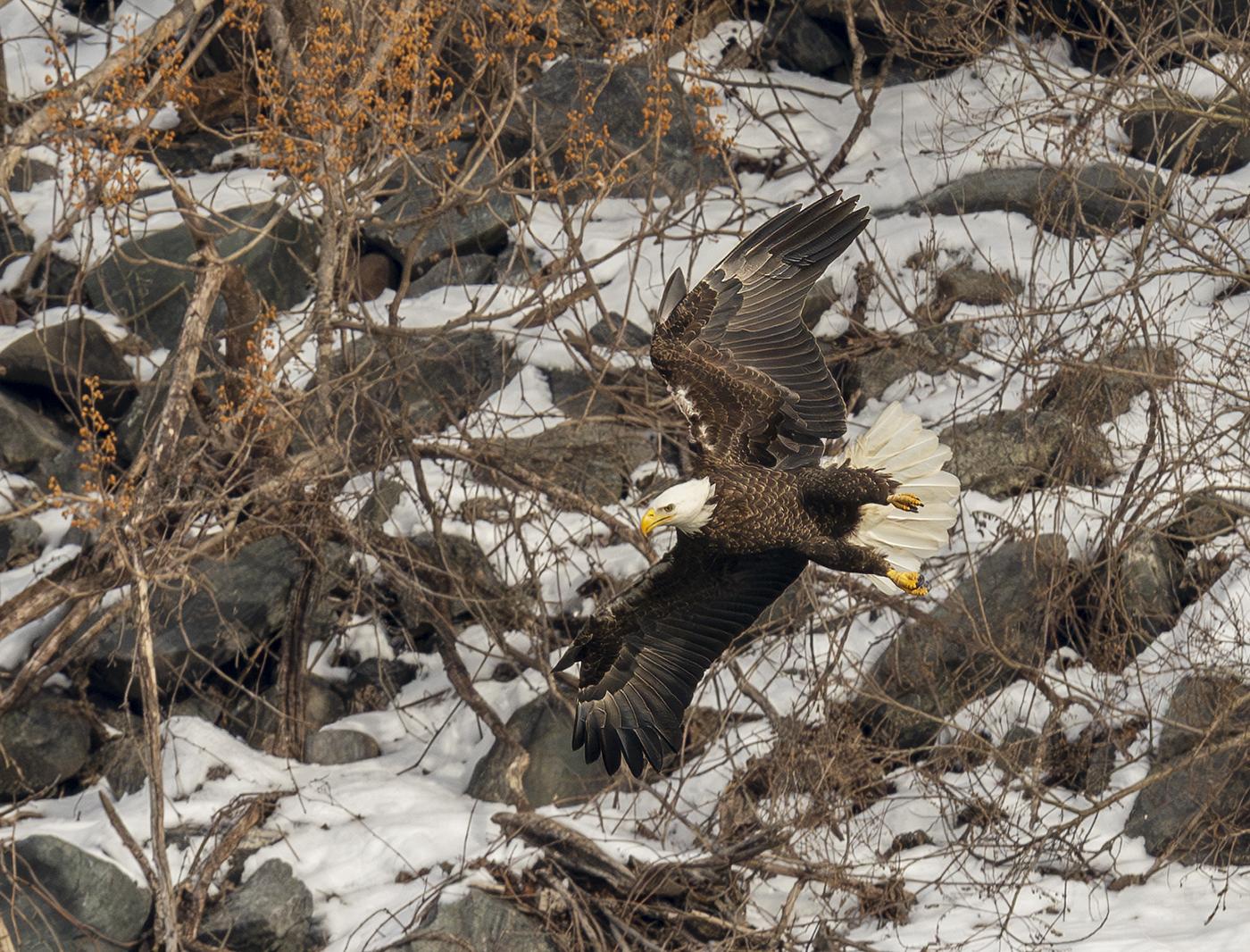 2024-01-23 Conowingo Dam_013-Enhanced-NR.jpg