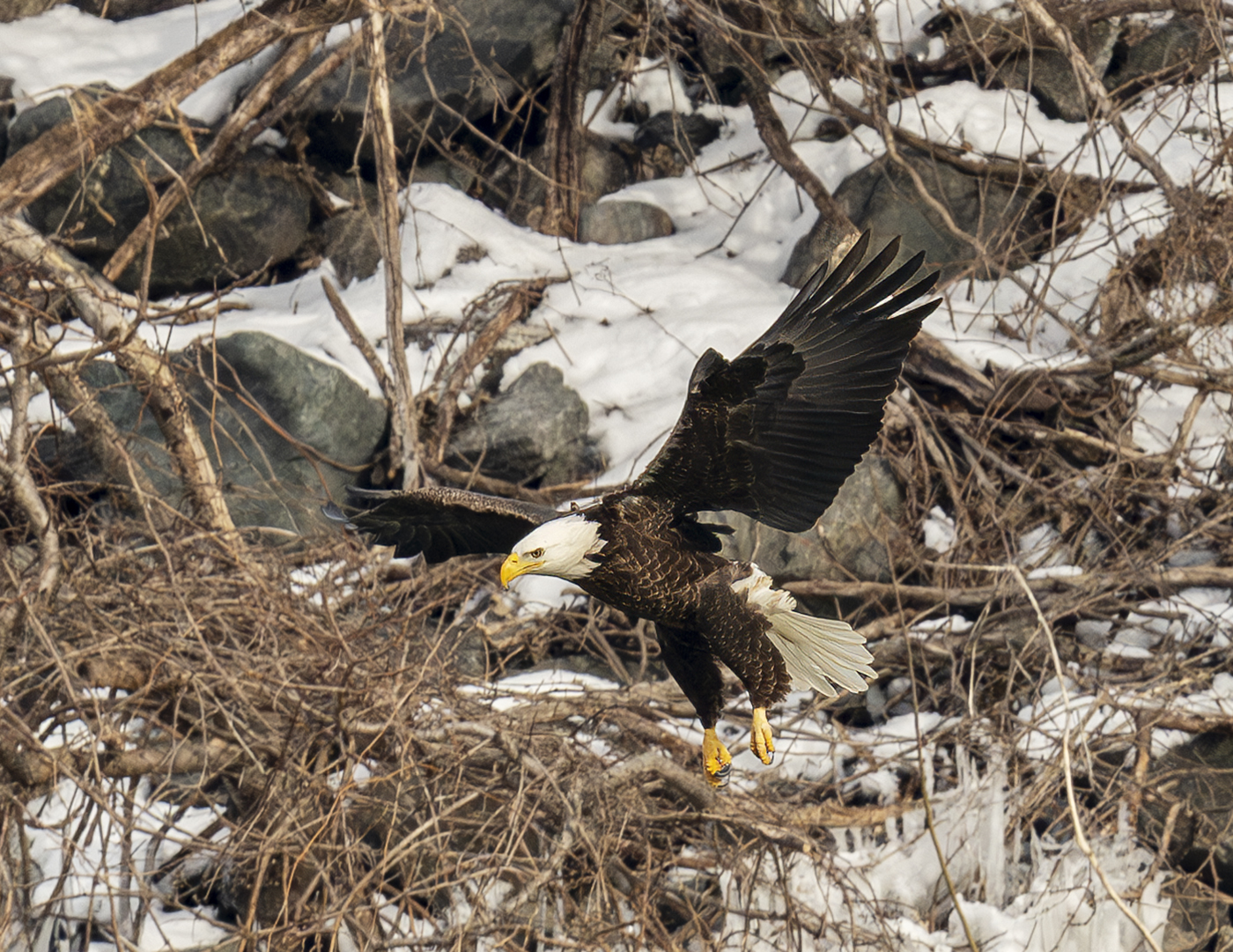 2024-01-23 Conowingo Dam_015-Enhanced-NR.jpg