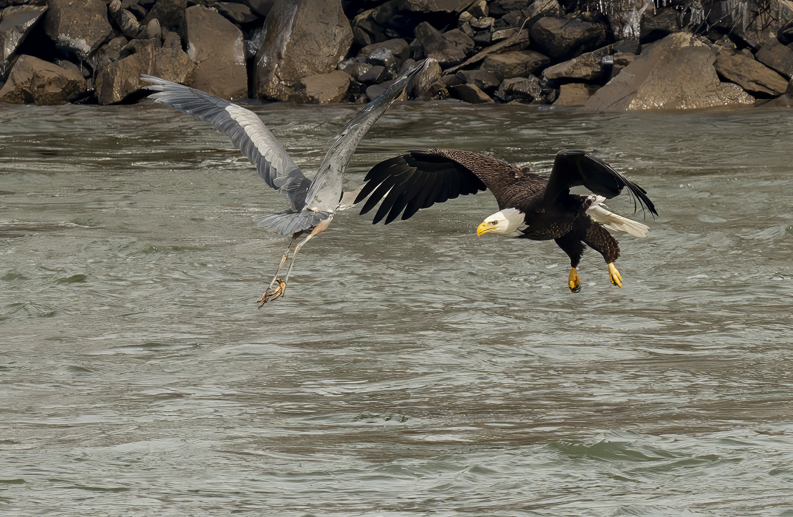 2024-01-23 Conowingo Dam_020-Enhanced-NR.jpg