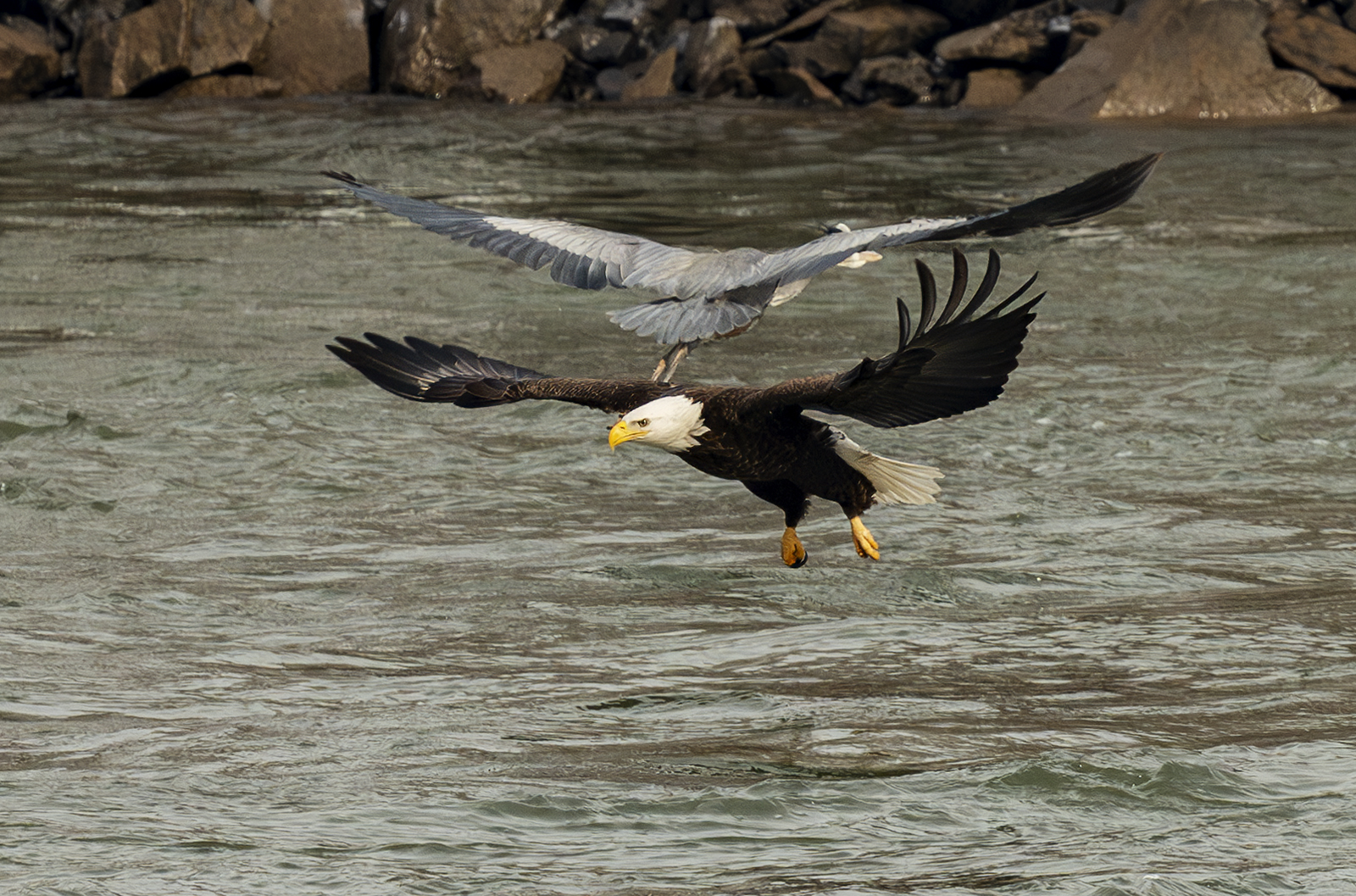 2024-01-23 Conowingo Dam_021-Enhanced-NR.jpg