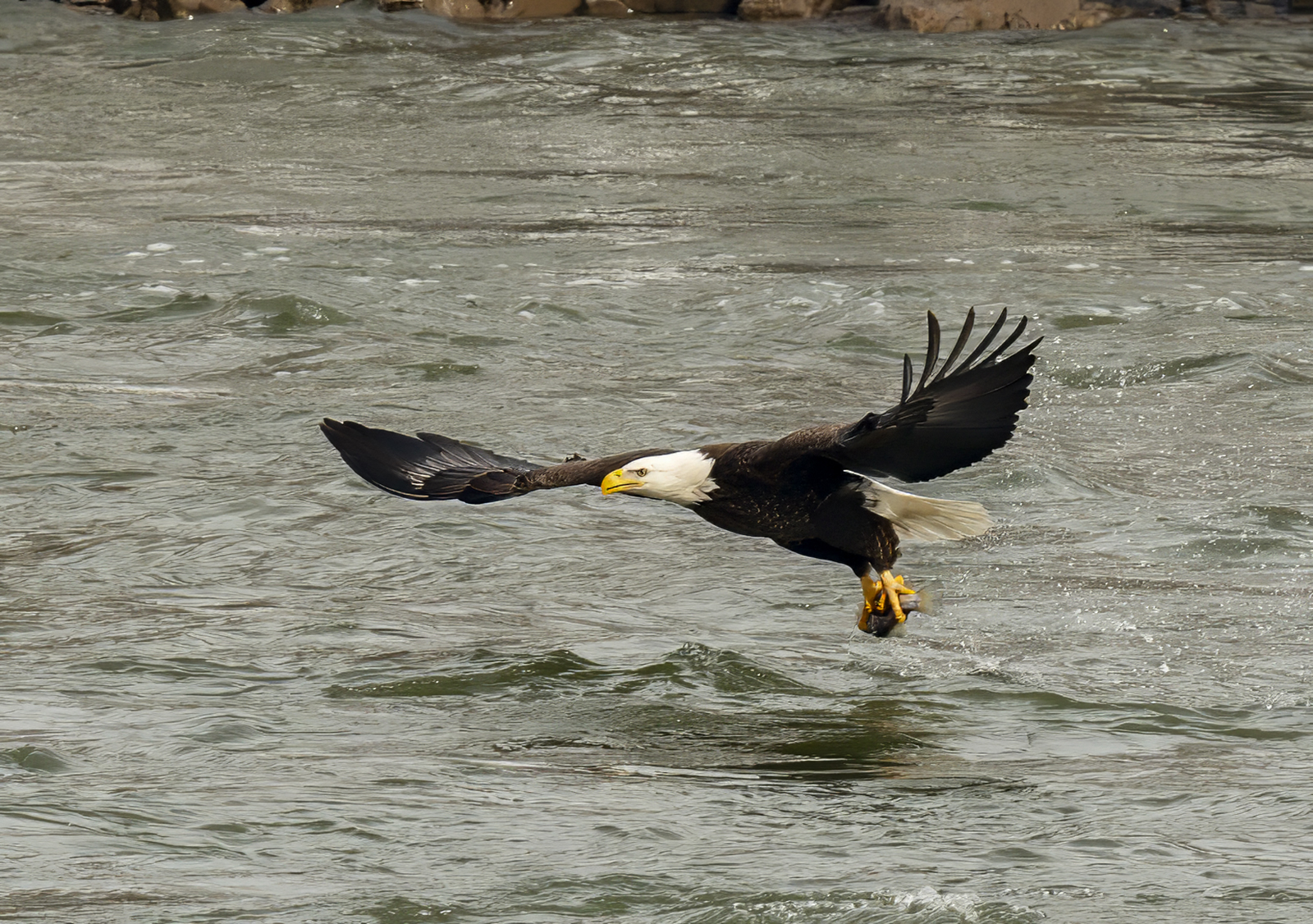 2024-01-23 Conowingo Dam_023-Enhanced-NR.jpg