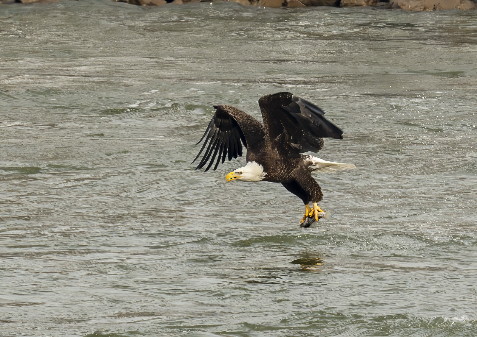 2024-01-23 Conowingo Dam_024-Enhanced-NR.jpg