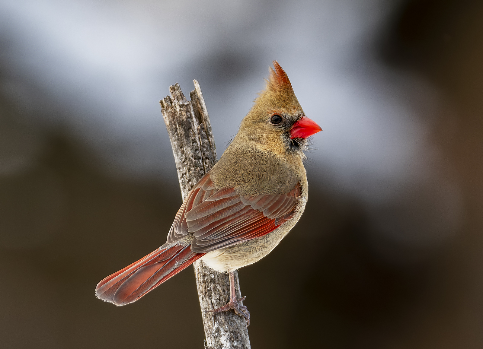 2024-02-017 Backyard Birds_031-Enhanced-NR.jpg