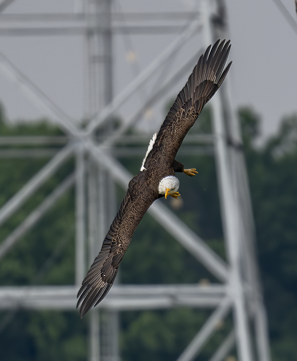 2024-06-11 Conowingo Dam_108-Enhanced-NR.jpg