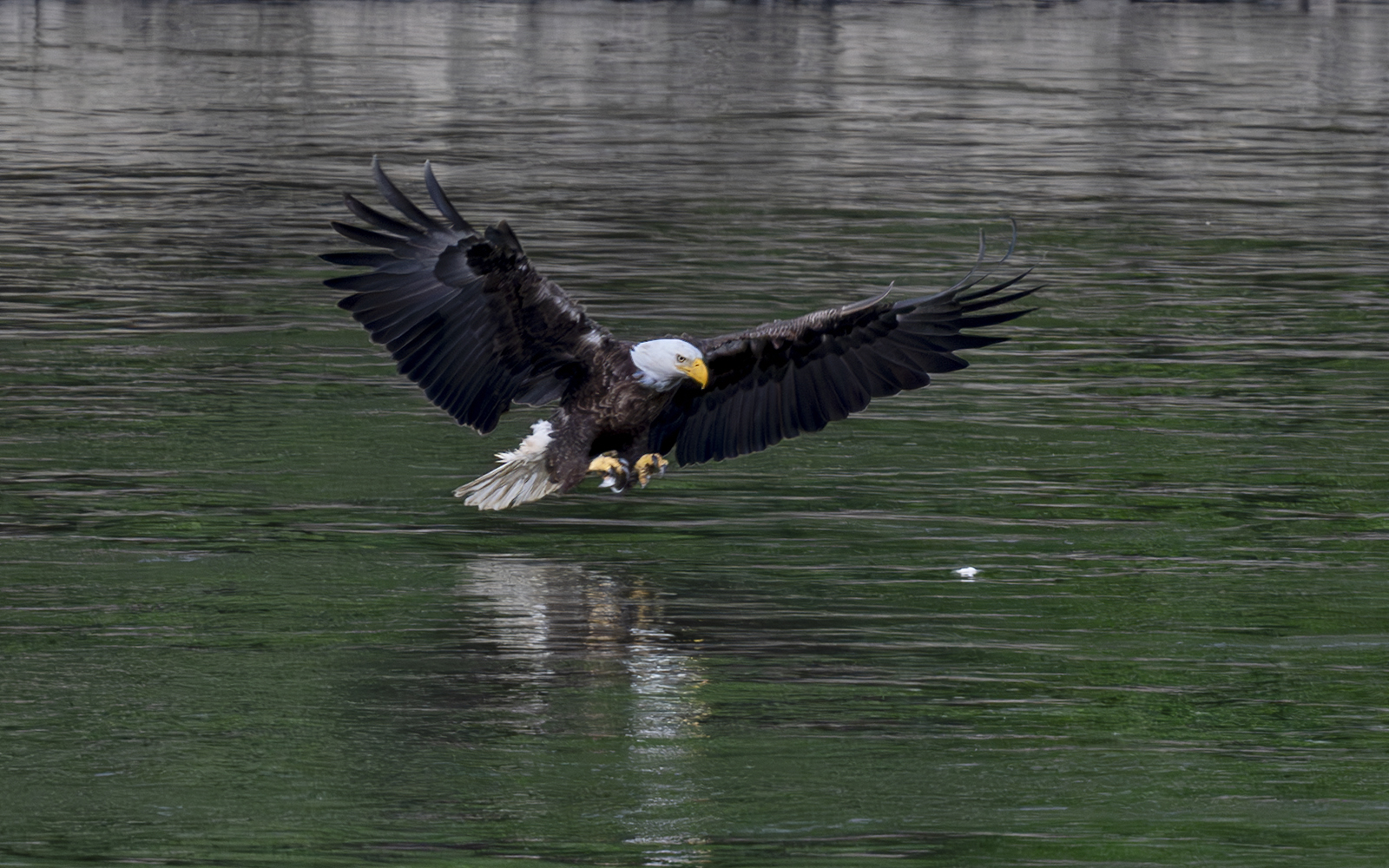 2024-06-11 Conowingo Dam_110-Enhanced-NR.jpg