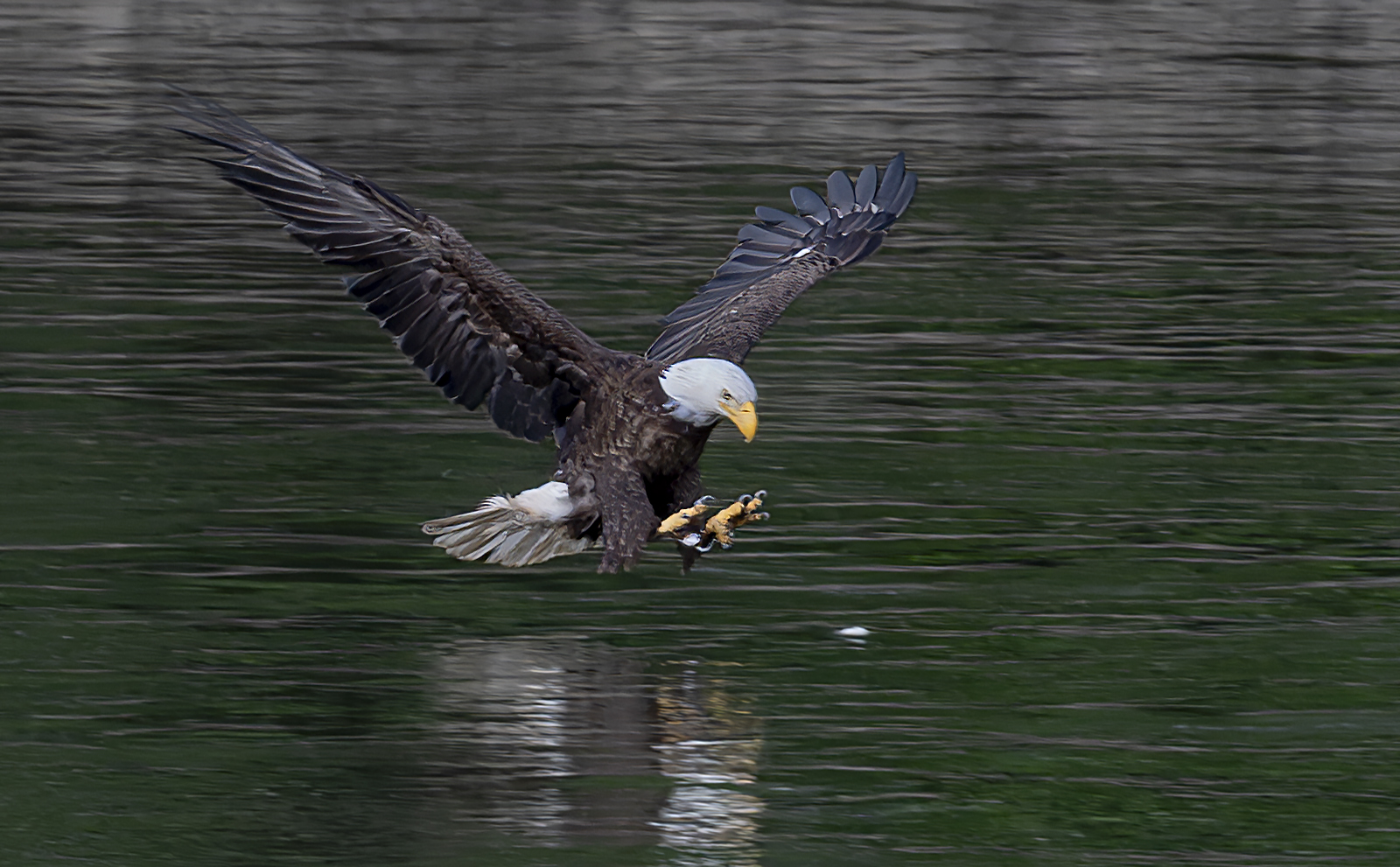 2024-06-11 Conowingo Dam_111-Enhanced-NR.jpg