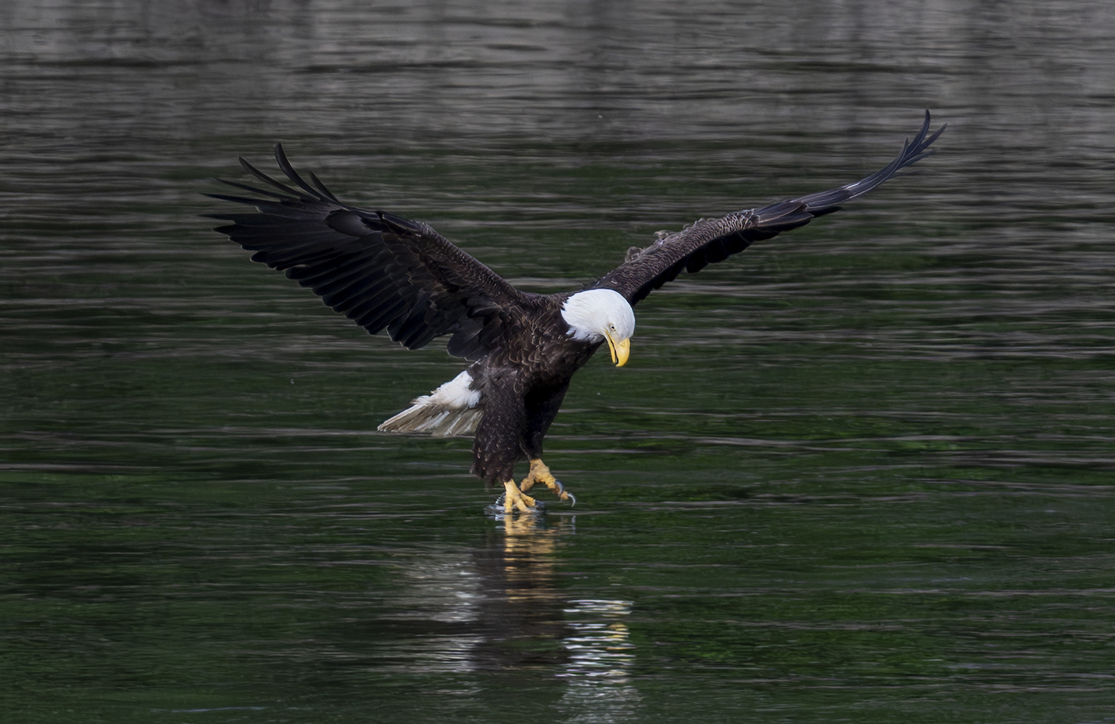 2024-06-11 Conowingo Dam_112-Enhanced-NR.jpg