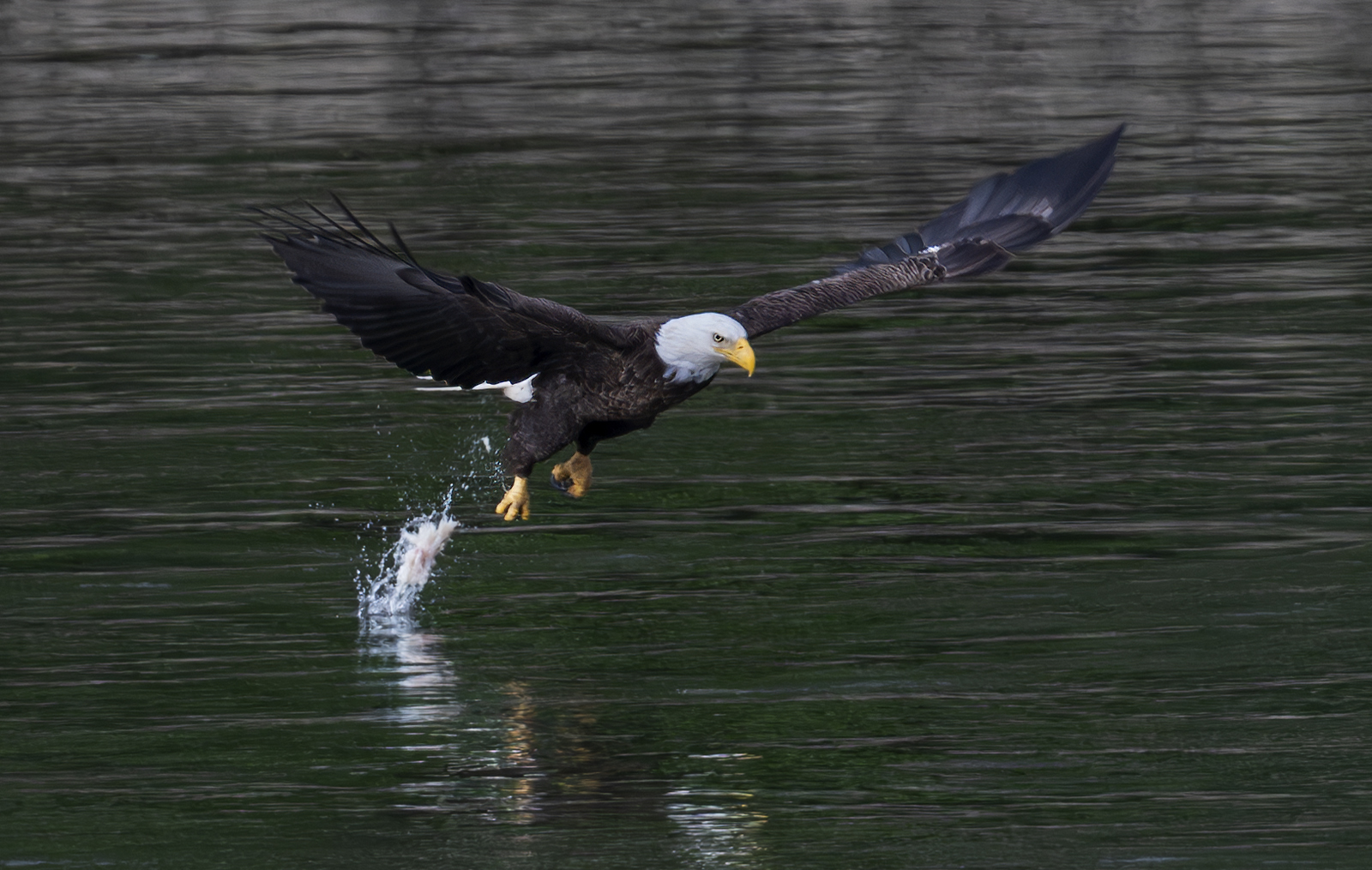 2024-06-11 Conowingo Dam_113-Enhanced-NR.jpg