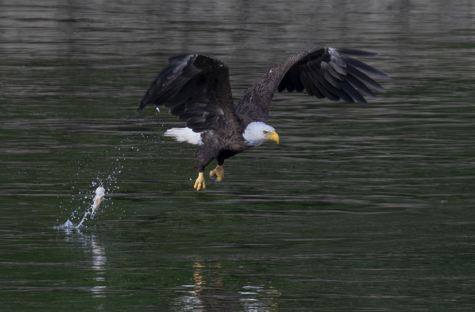 2024-06-11 Conowingo Dam_114-Enhanced-NR.jpg