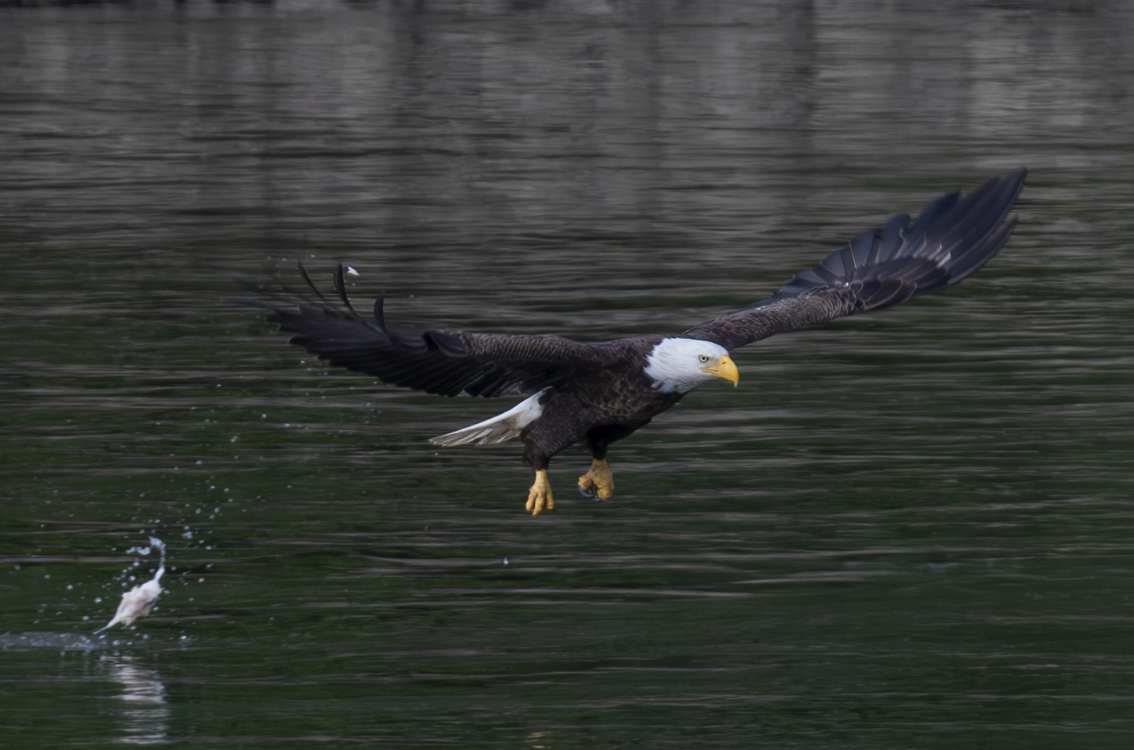 2024-06-11 Conowingo Dam_115-Enhanced-NR.jpg