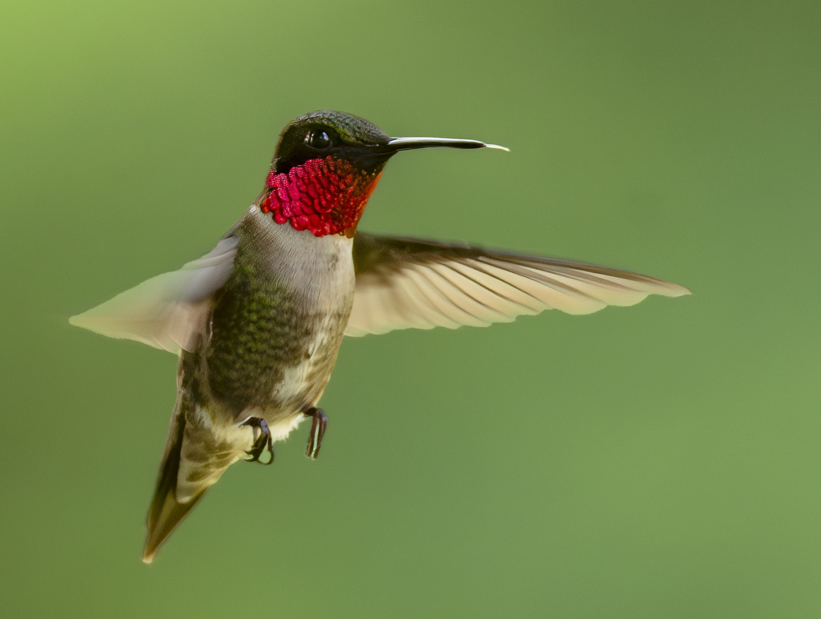 2024-06-17 Backyard Birds_072-Enhanced-NR.jpg