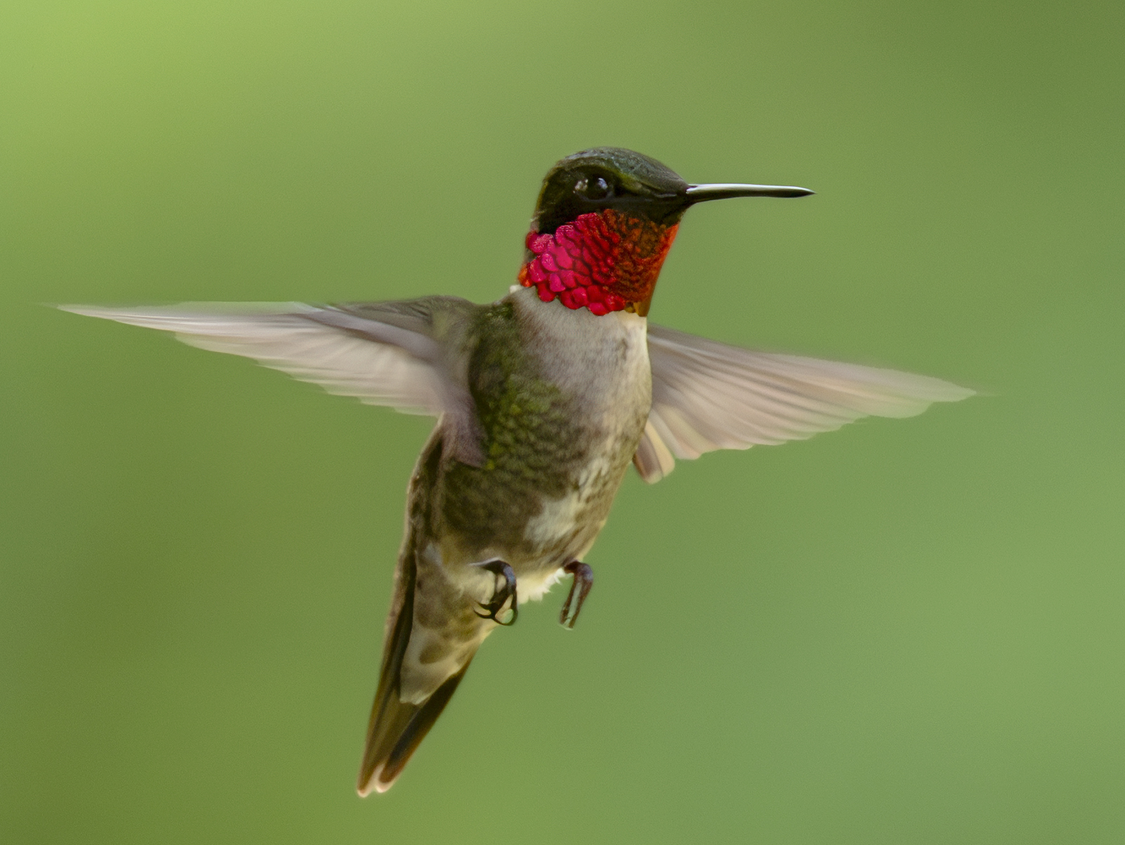 2024-06-17 Backyard Birds_073-Enhanced-NR.jpg