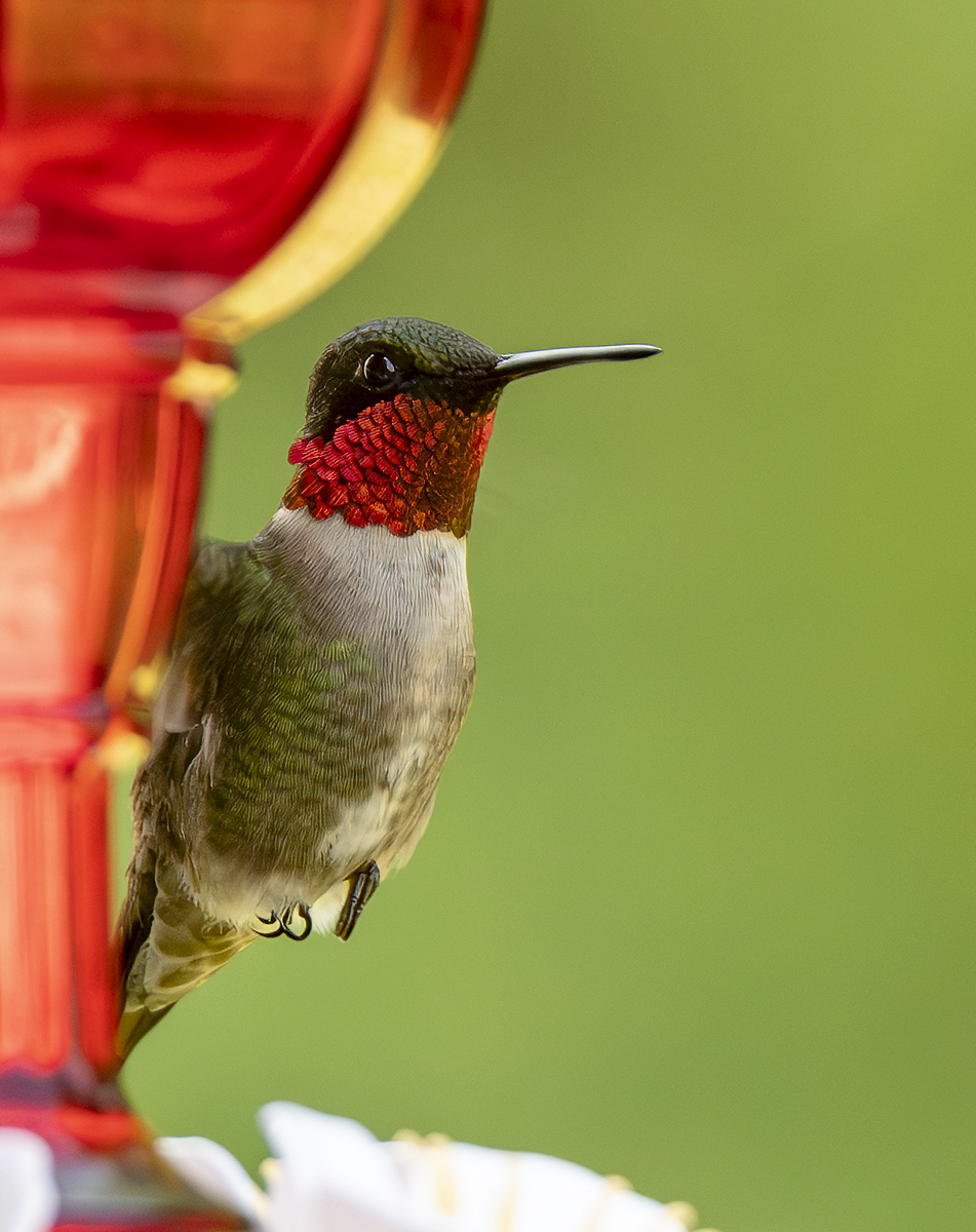 2024-06-17 Backyard Birds_074-Enhanced-NR.jpg