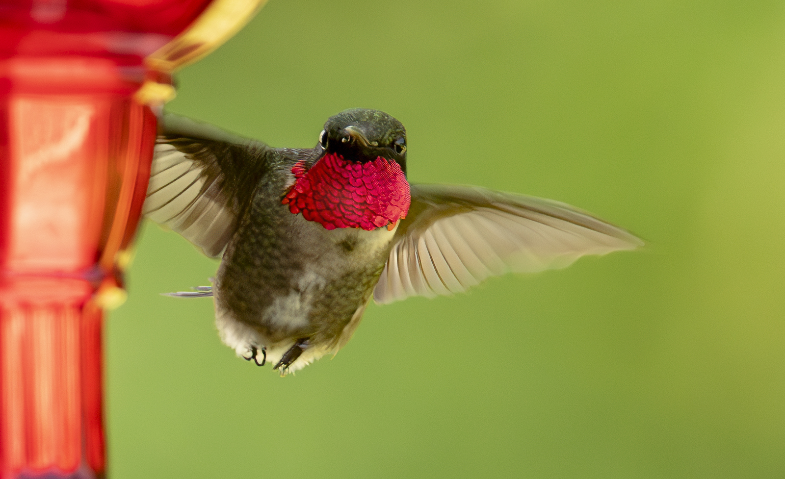 2024-06-17 Backyard Birds_075-Enhanced-NR.jpg