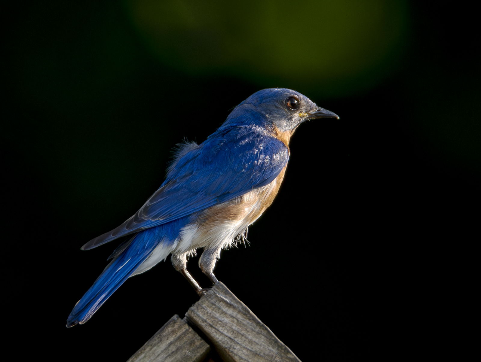 2024-06-20 Backyard Birds_008-Enhanced-NR.jpg