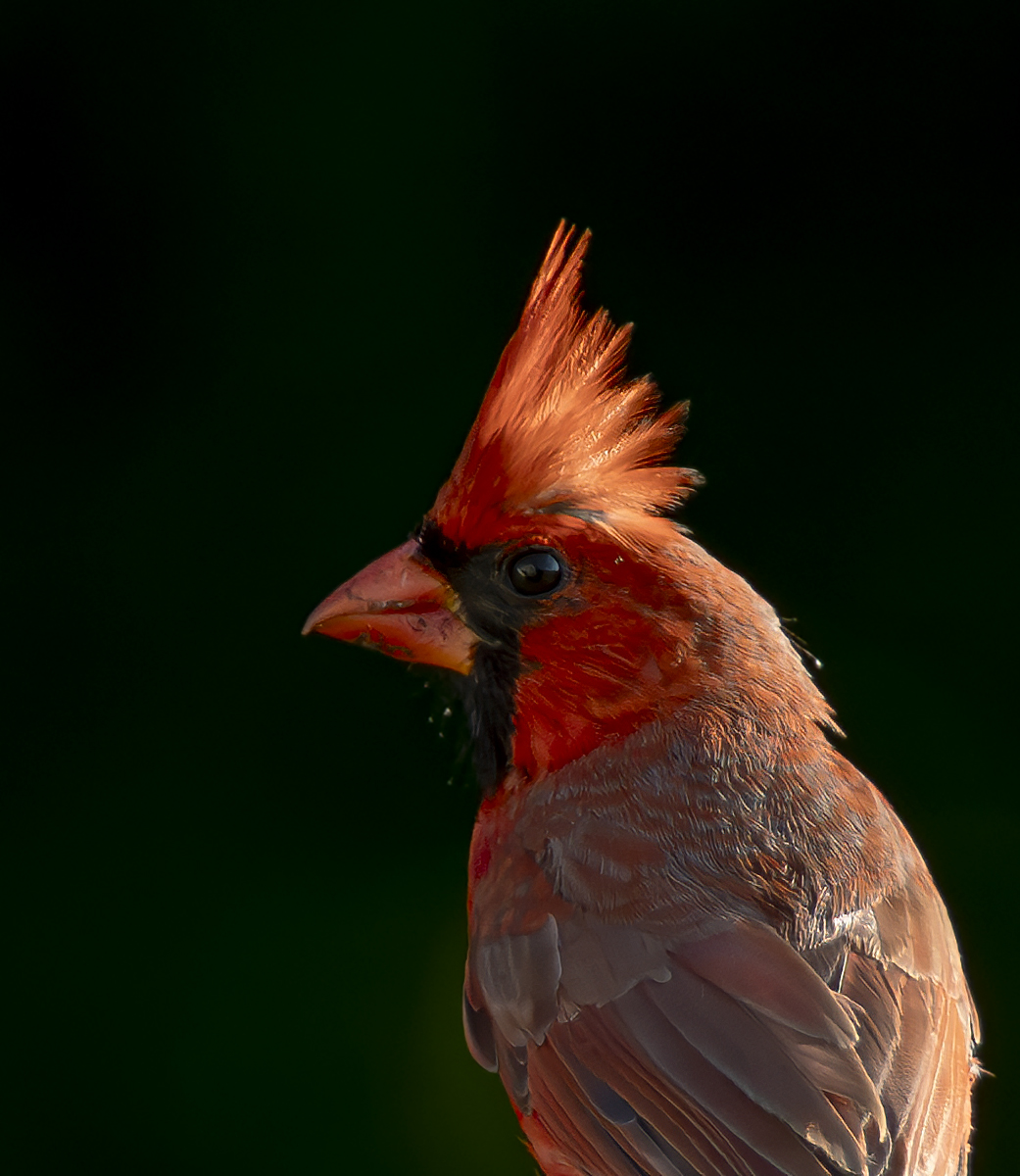 2024-06-20 Backyard Birds_012-Enhanced-NR.jpg