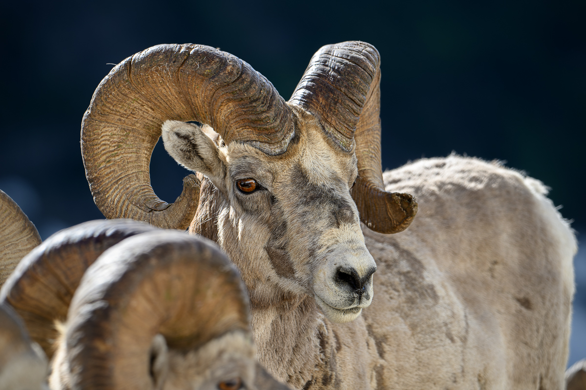 2024-06-25_GNP_Big Horn Sheep_Z8B-1333-NEF-DxO_DeepPRIME XD2.jpg