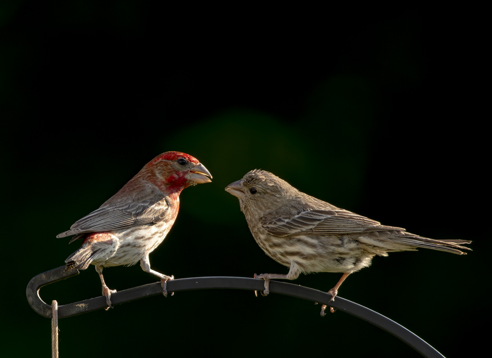 2024-06-28 Backyard Birds_066-Enhanced-NR.jpg