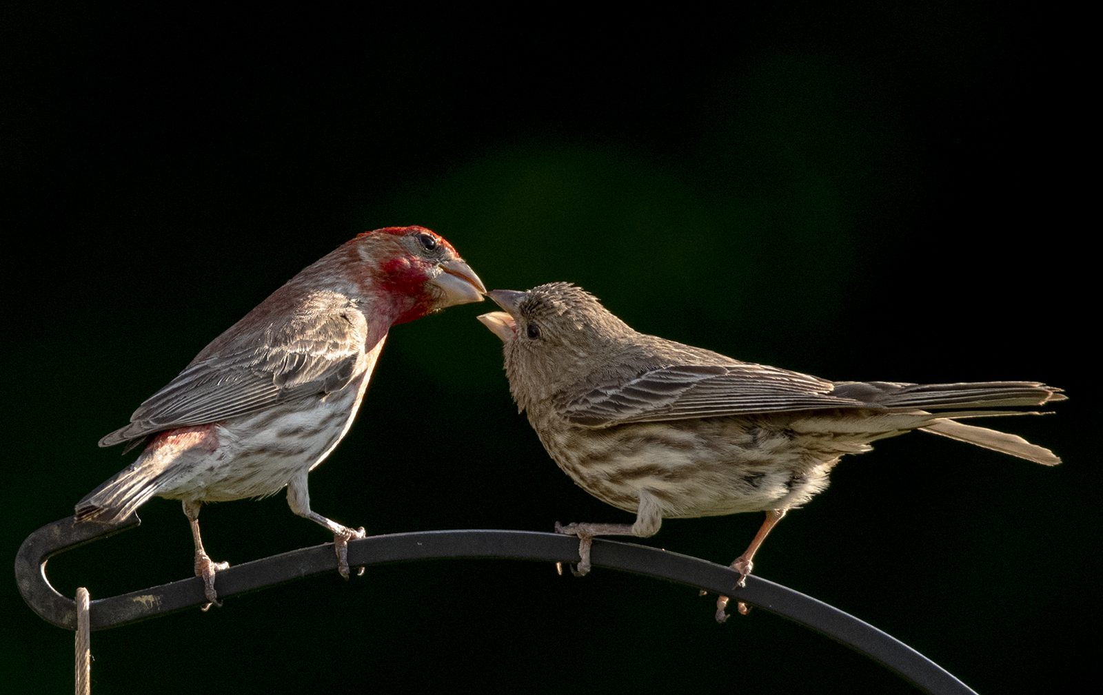 2024-06-28 Backyard Birds_067.jpg