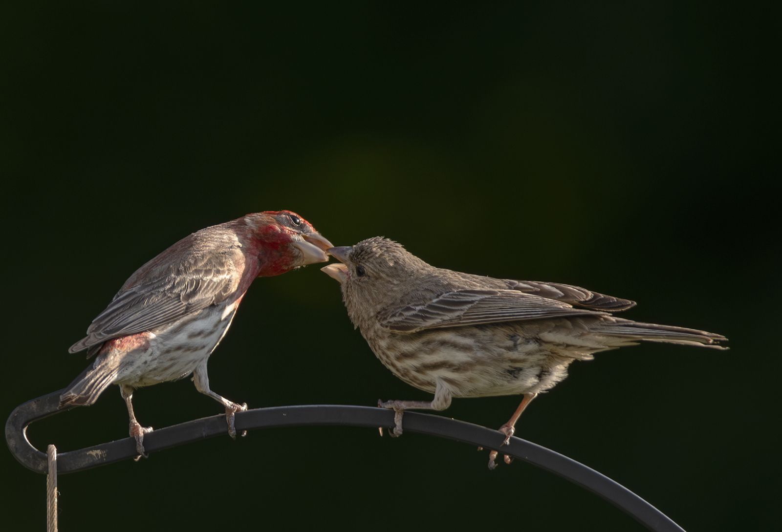 2024-06-28 Backyard Birds_068-Enhanced-NR.jpg