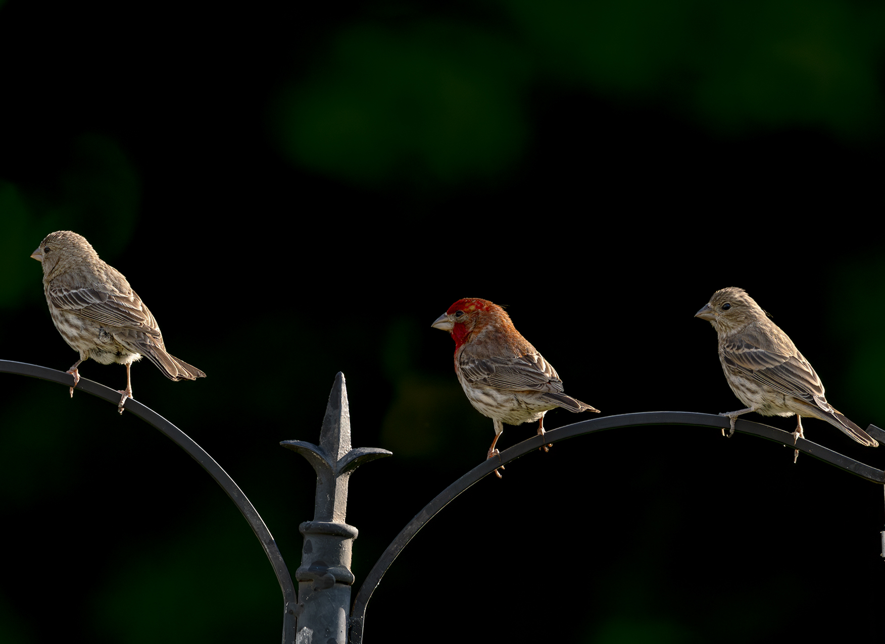 2024-06-28 Backyard Birds_075-Enhanced-NR.jpg