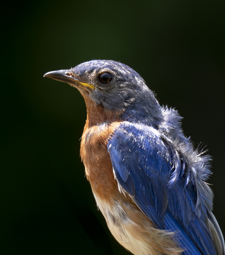 2024-07-26  Backyard Birds_001-Enhanced-NR.jpg