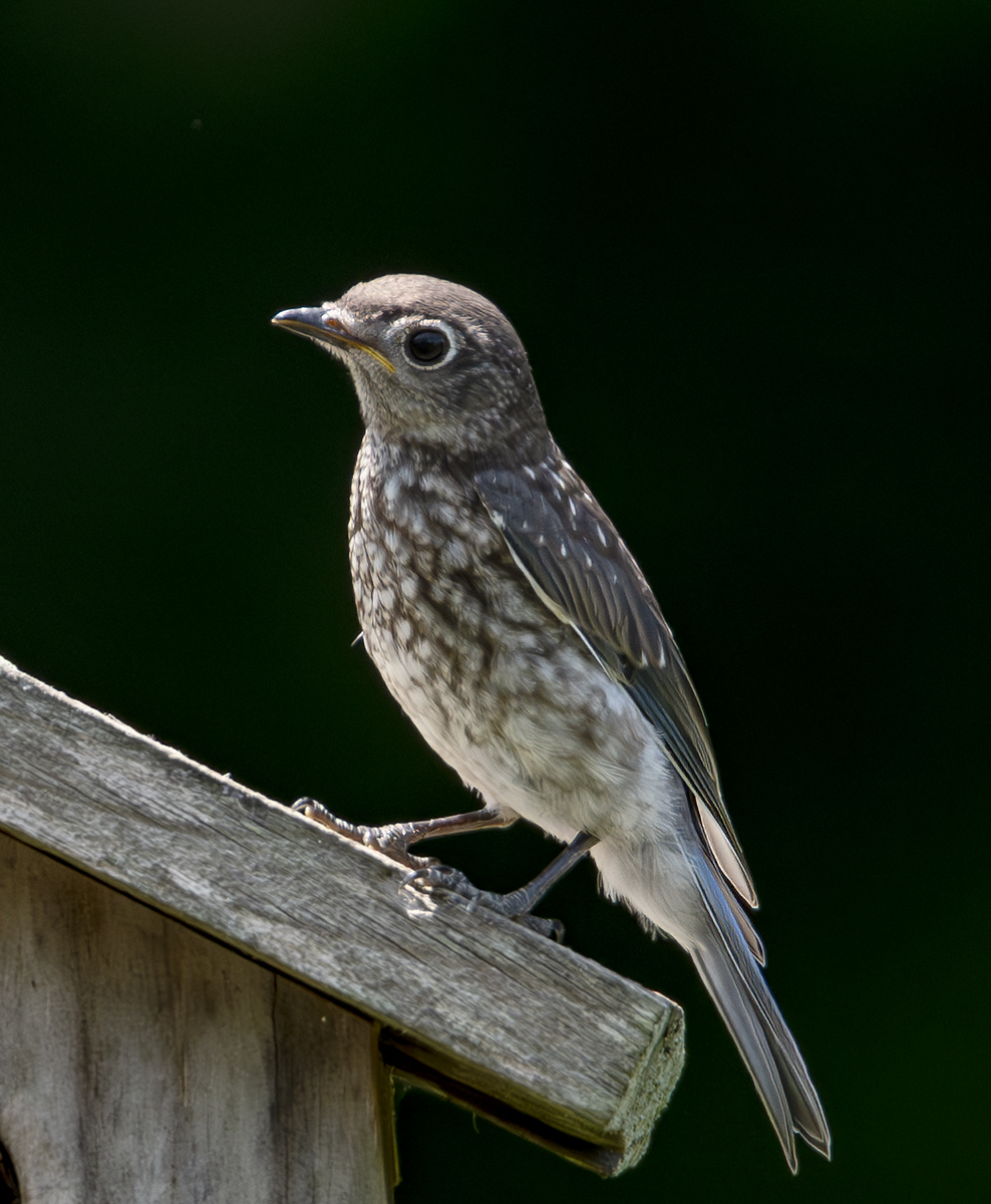 2024-07-26  Backyard Birds_004-Enhanced-NR.jpg