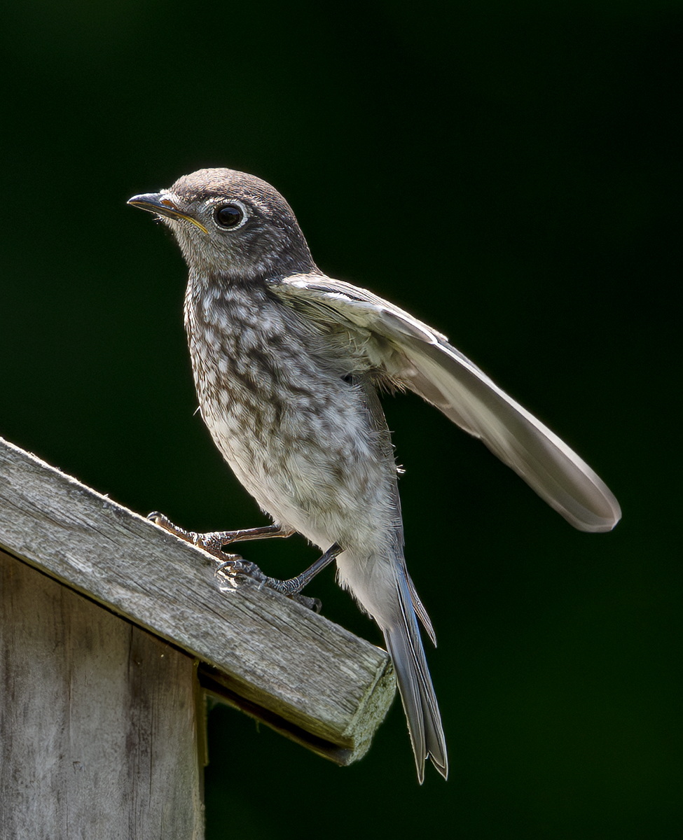 2024-07-26  Backyard Birds_005-Enhanced-NR.jpg