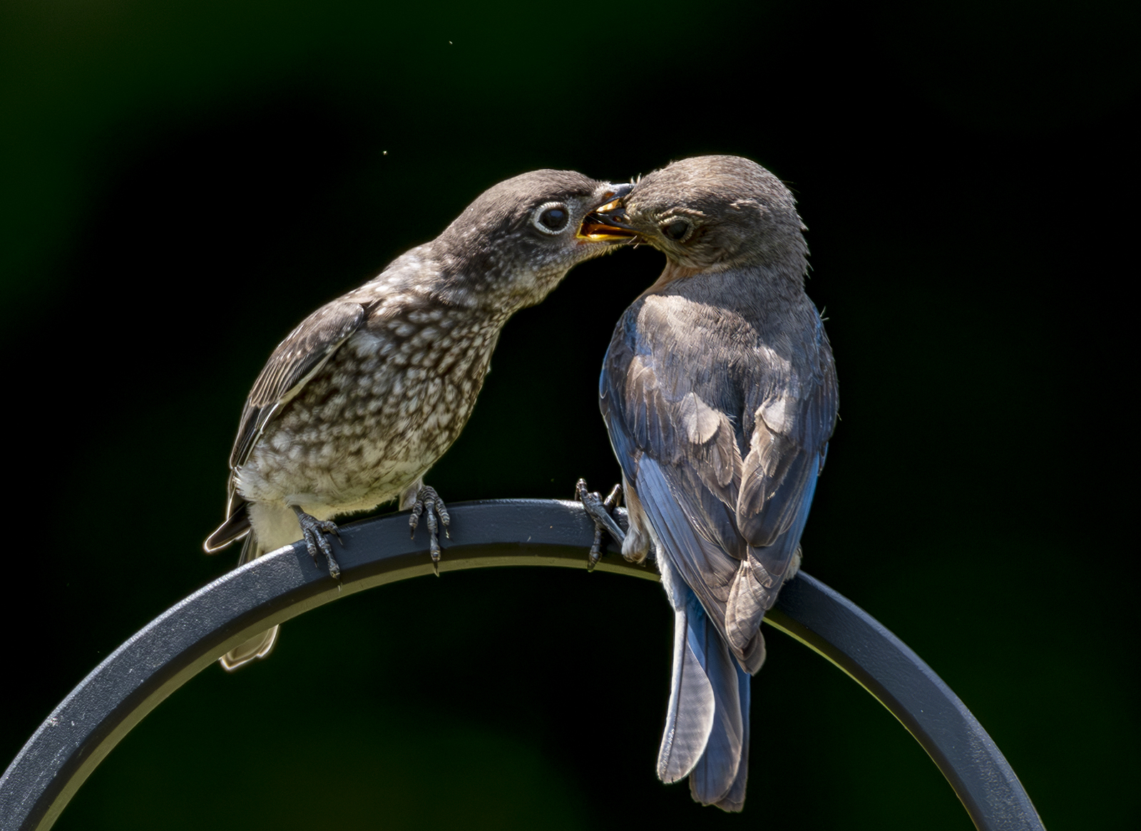 2024-07-26  Backyard Birds_009-Enhanced-NR.jpg