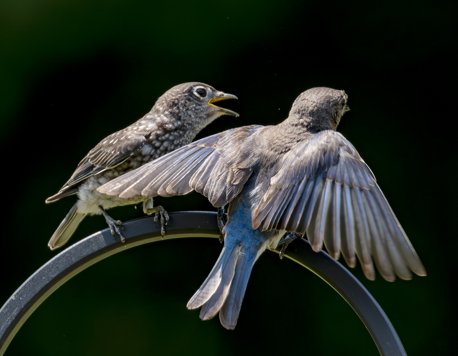 2024-07-26  Backyard Birds_011-Enhanced-NR.jpg