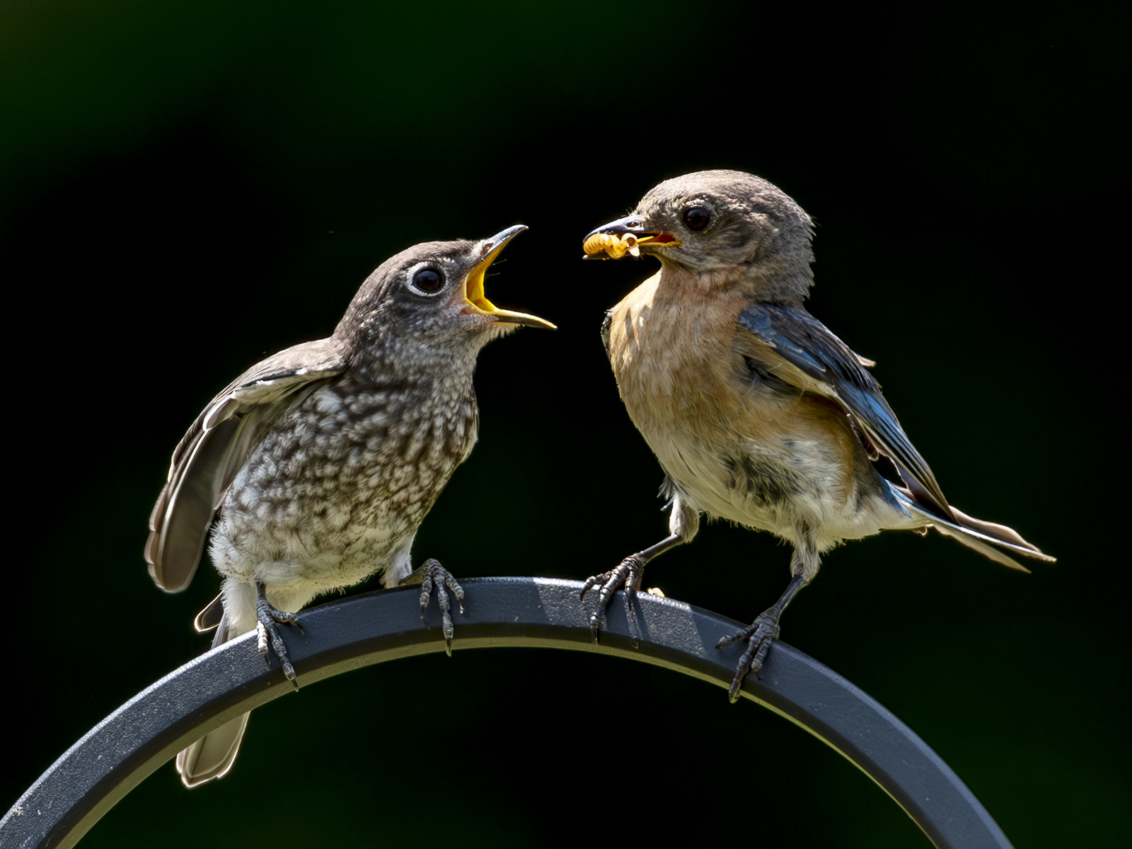 2024-07-26  Backyard Birds_012-Enhanced-NR.jpg