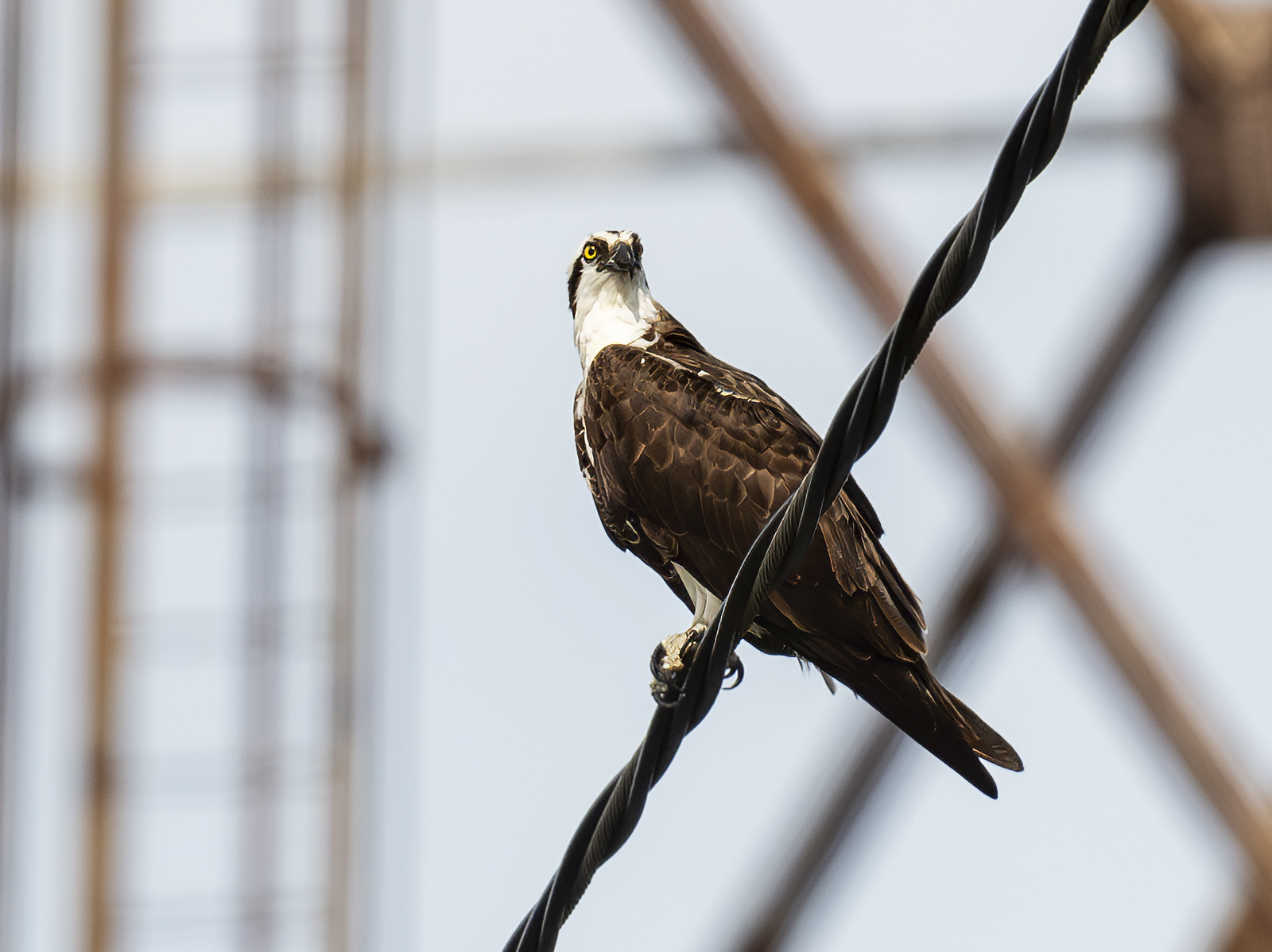 2024-07-26 Conowingo Dam_001-Enhanced-NR.jpg