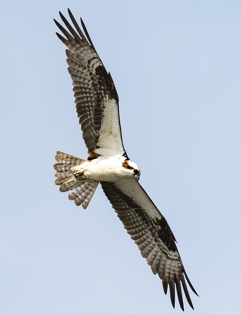 2024-07-26 Conowingo Dam_002-Enhanced-NR.jpg