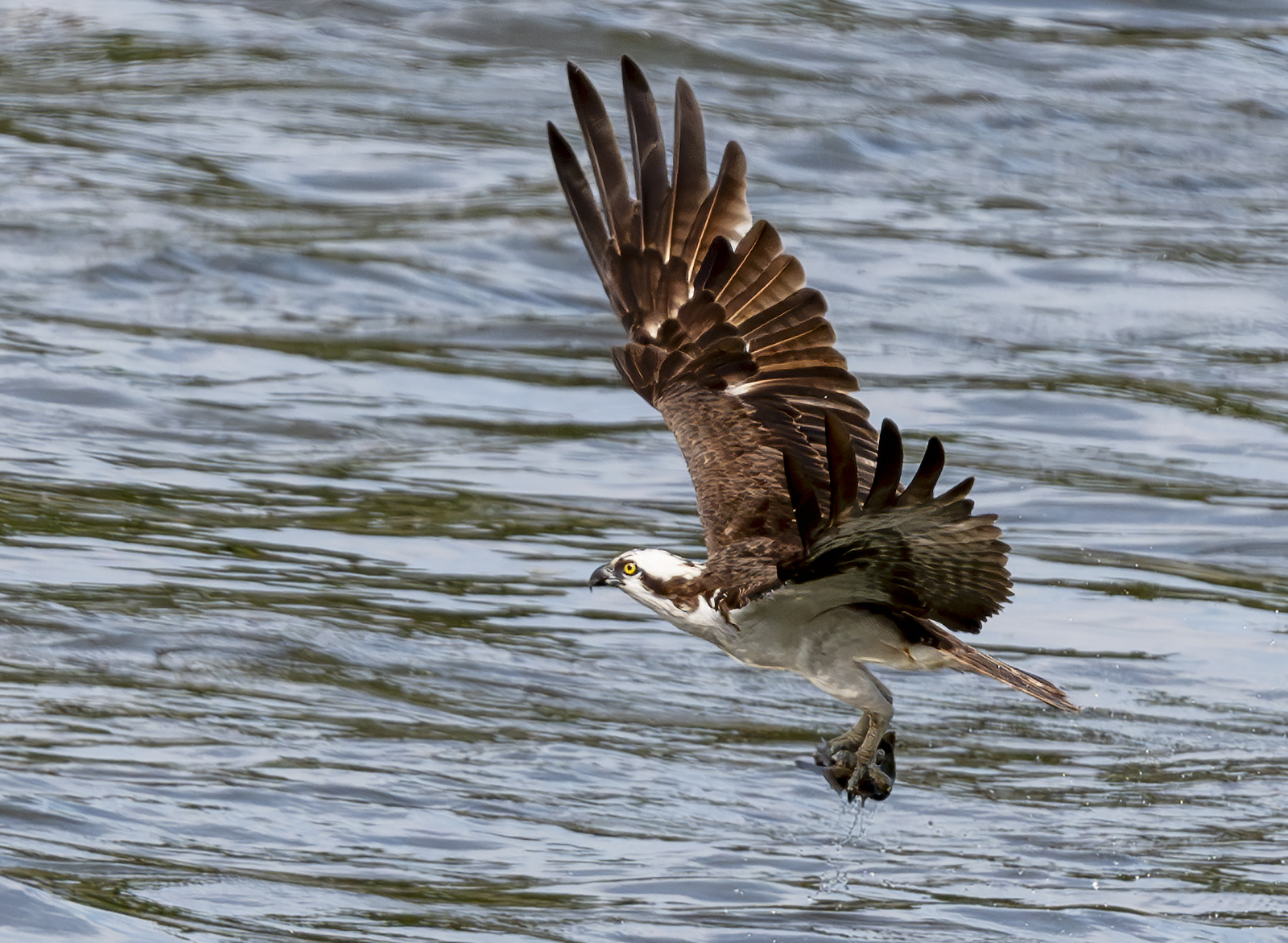 2024-07-26 Conowingo Dam_013-Enhanced-NR.jpg