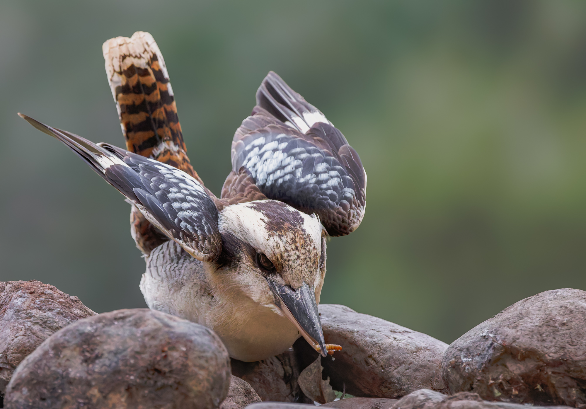 Laughing Kookaburra : Dacelo novaeguineae