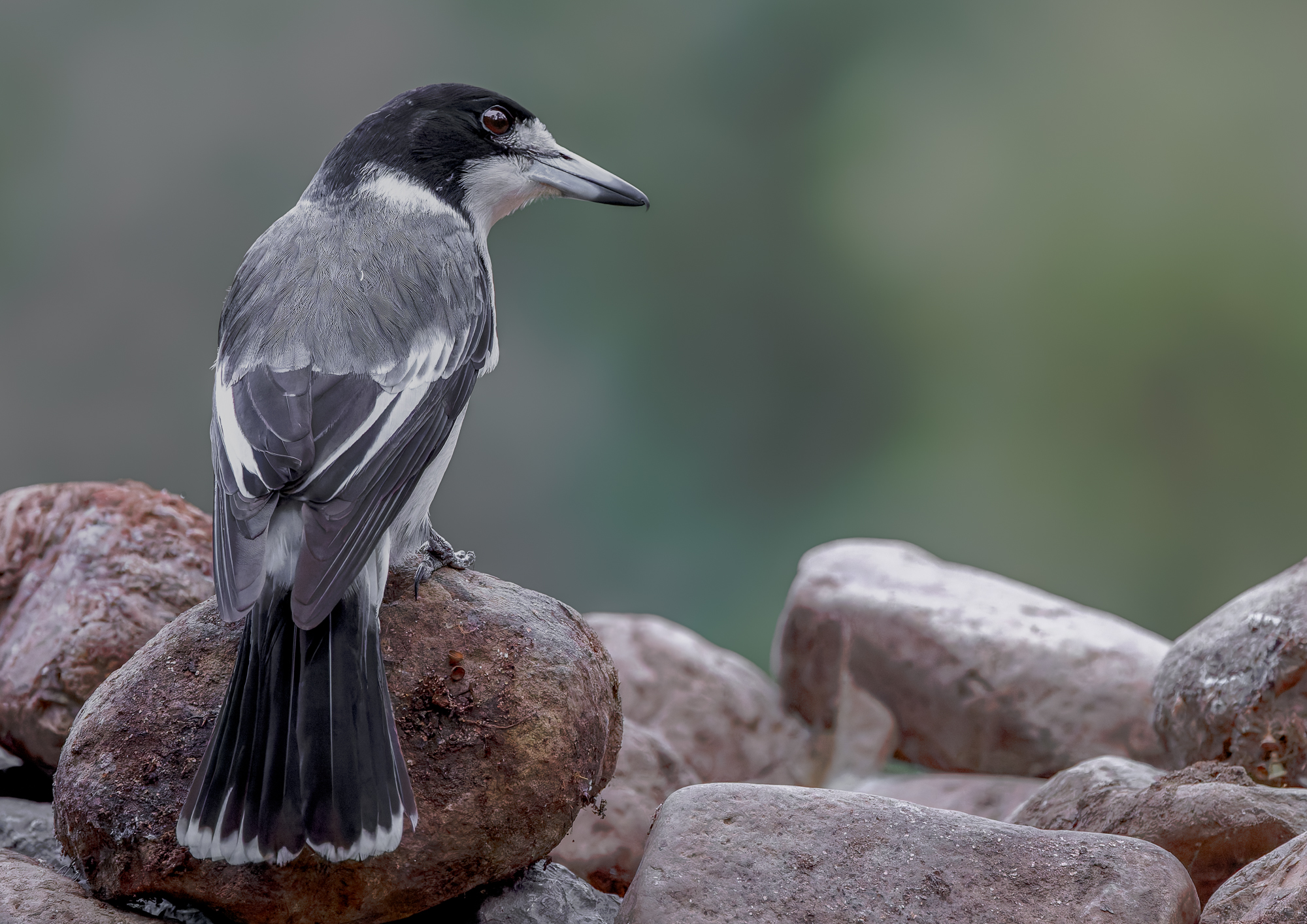 Adult Grey Butcherbird : Cracticus torquatus