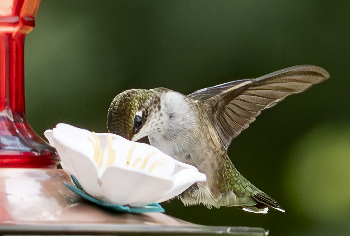 2024-08-31 Backyard Birds_304-Enhanced-NR.jpg