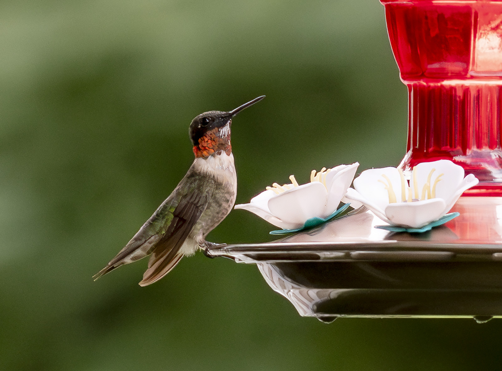 2024-08-31 Backyard Birds_315-Enhanced-NR.jpg