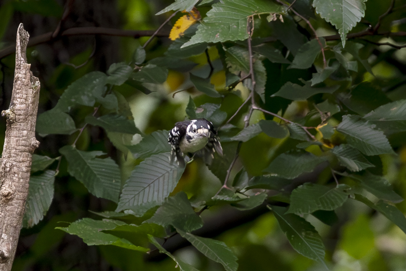 2024-08-31 Backyard Birds_333-Enhanced-NR.jpg