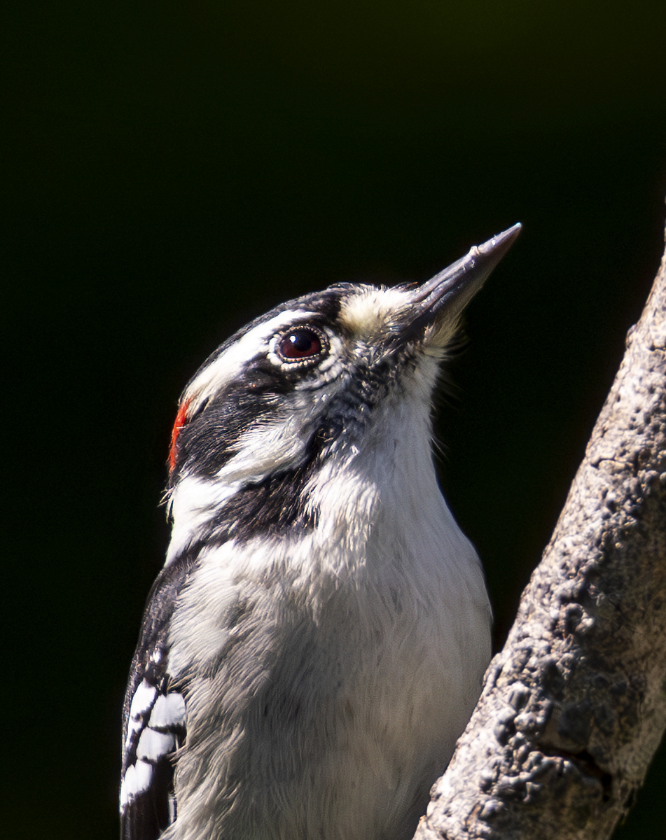 2024-09-02 Backyard Birds_001-Enhanced-NR.jpg