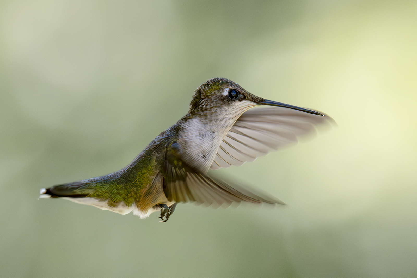 2024-09-02 Backyard Birds_061-Enhanced-NR.jpg