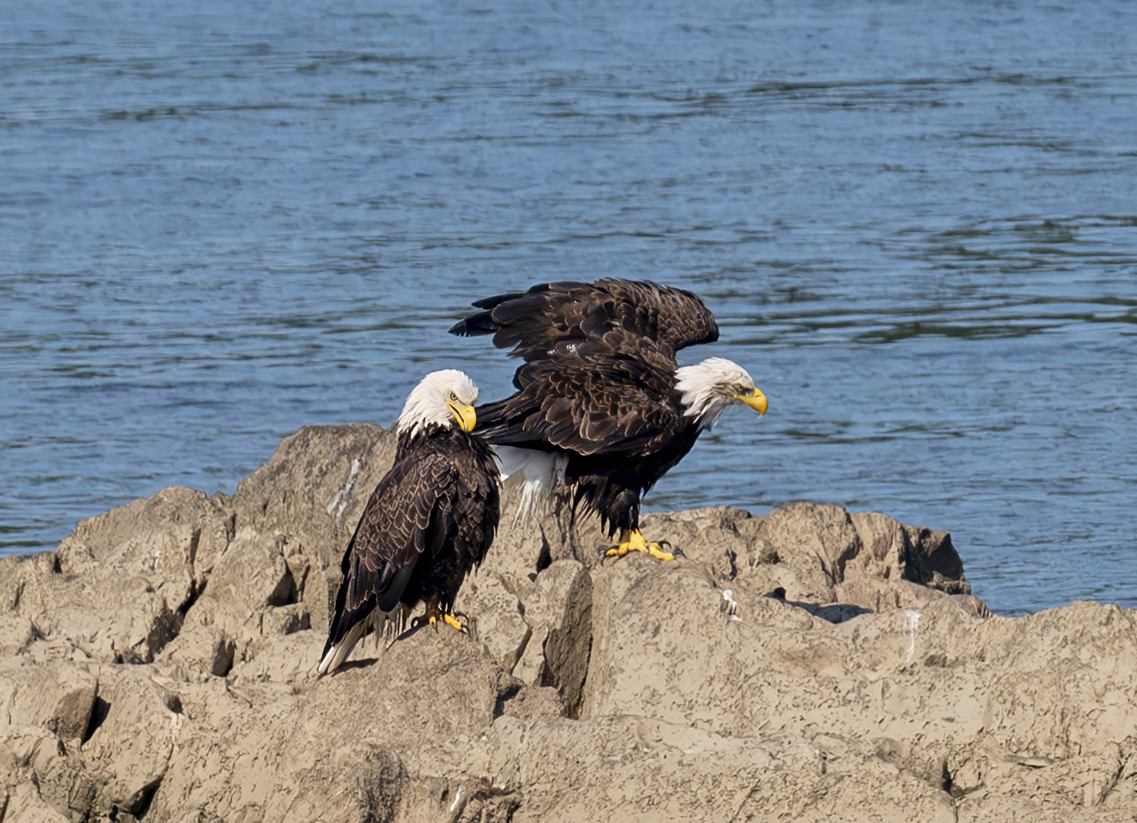 2024-09-05 Conowingo Dam_073-Enhanced-NR.jpg