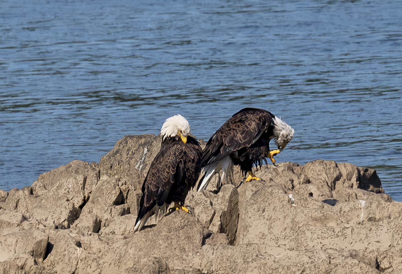 2024-09-05 Conowingo Dam_075-Enhanced-NR.jpg