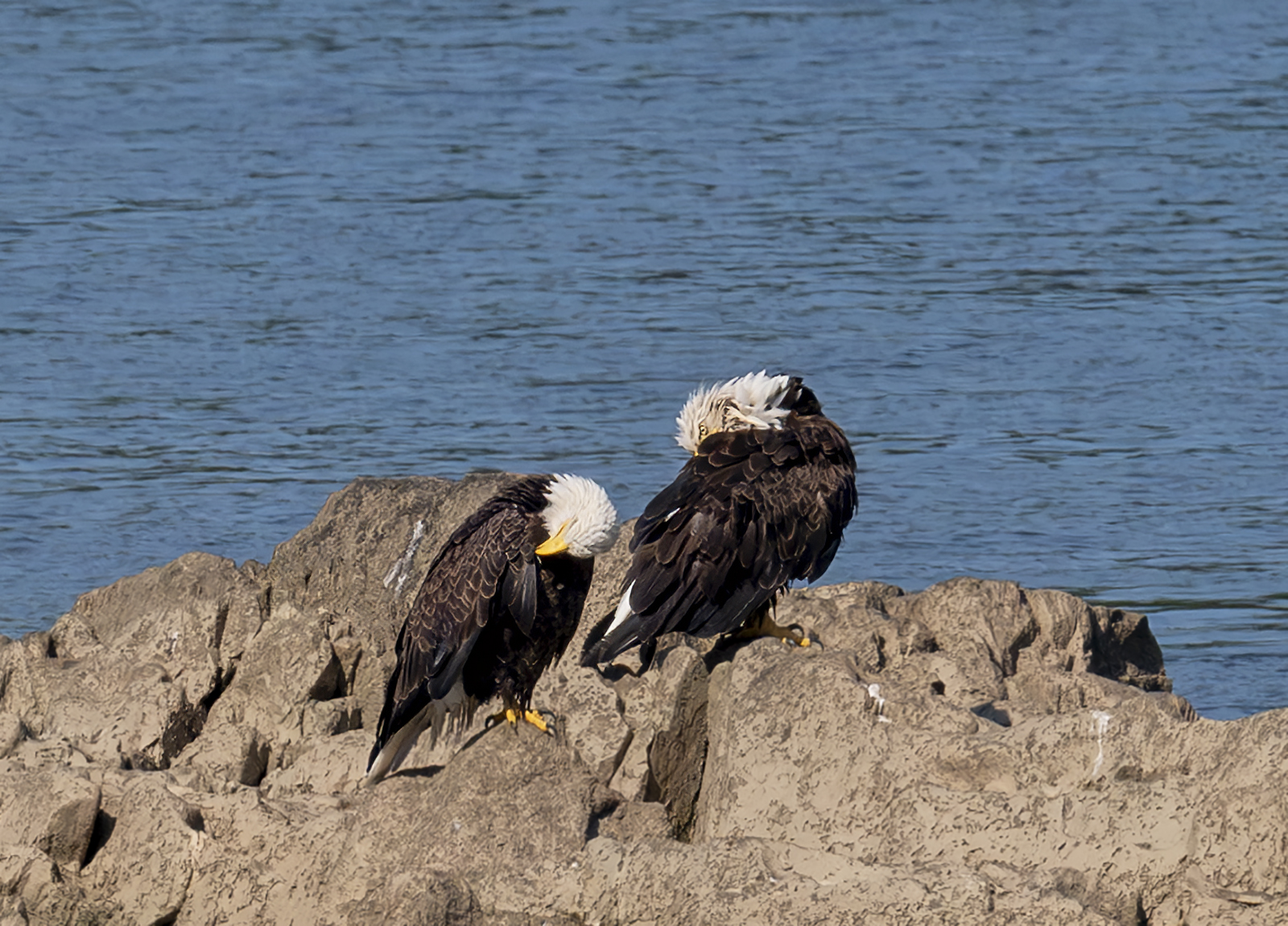 2024-09-05 Conowingo Dam_079-Enhanced-NR.jpg