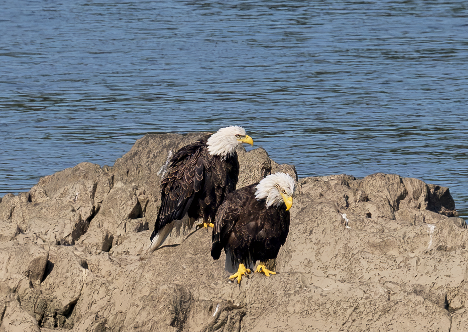 2024-09-05 Conowingo Dam_081-Enhanced-NR-1.jpg