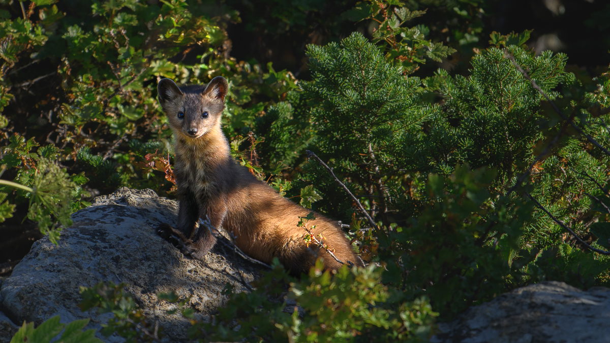 2024-09-06_Pine Marten_Z8B-1912.jpg