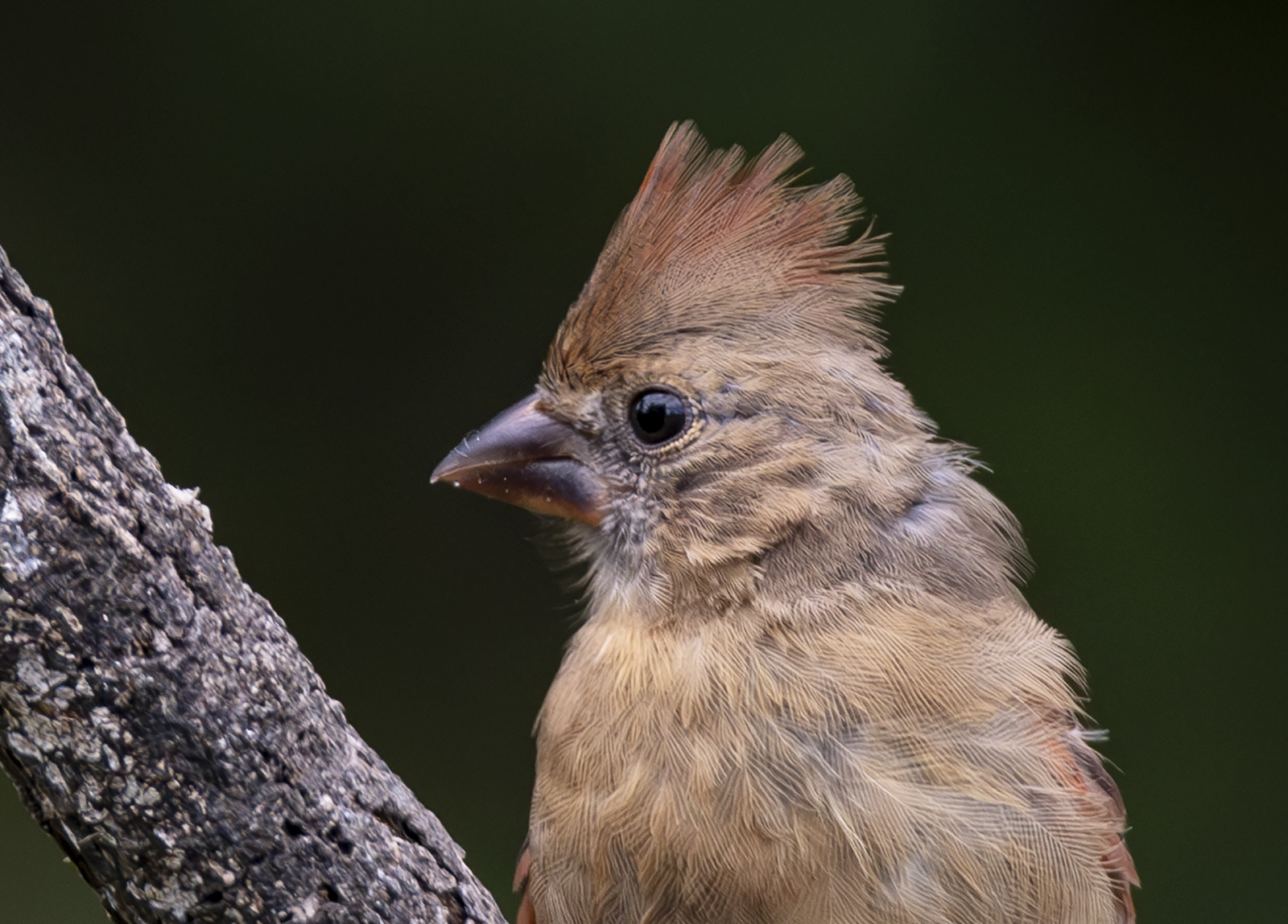 2024-09-15 Backyard Birds_007-Enhanced-NR.jpg